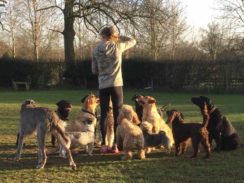 Links to Dog Boarding Service Page - Group of dogs in exercise field at our dog boarding kennels in Uttoxeter