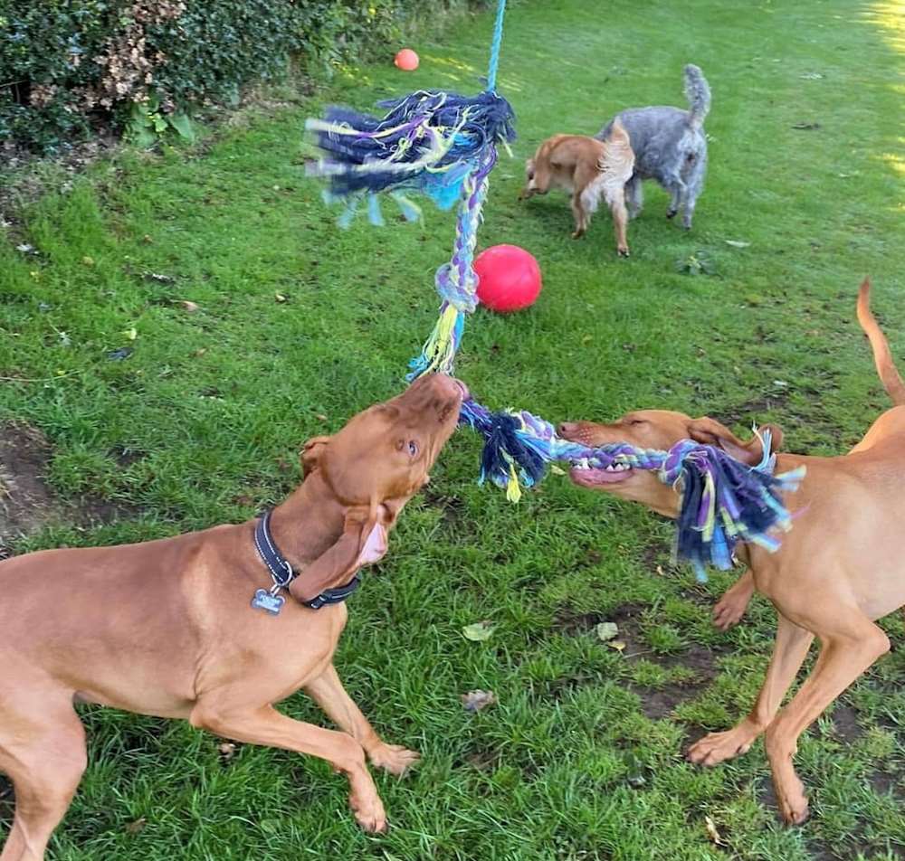 Dogs playing in our paddock at Leaffields...Dog Boarding Kennels in Uttoxter, Derby, Lichfield & Burton on Trent