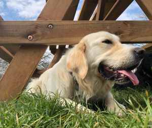 Merlin - Golden Labrador - Happy at leafields Dog boarding in Uttoxeter